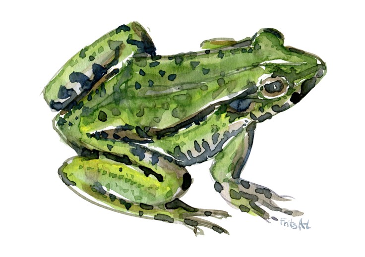 edible frog Watercolour by Frits Ahlefeldt