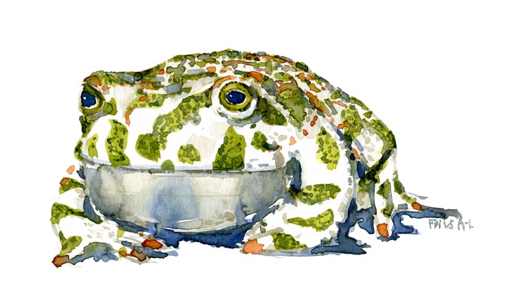 green toad Watercolour by Frits Ahlefeldt