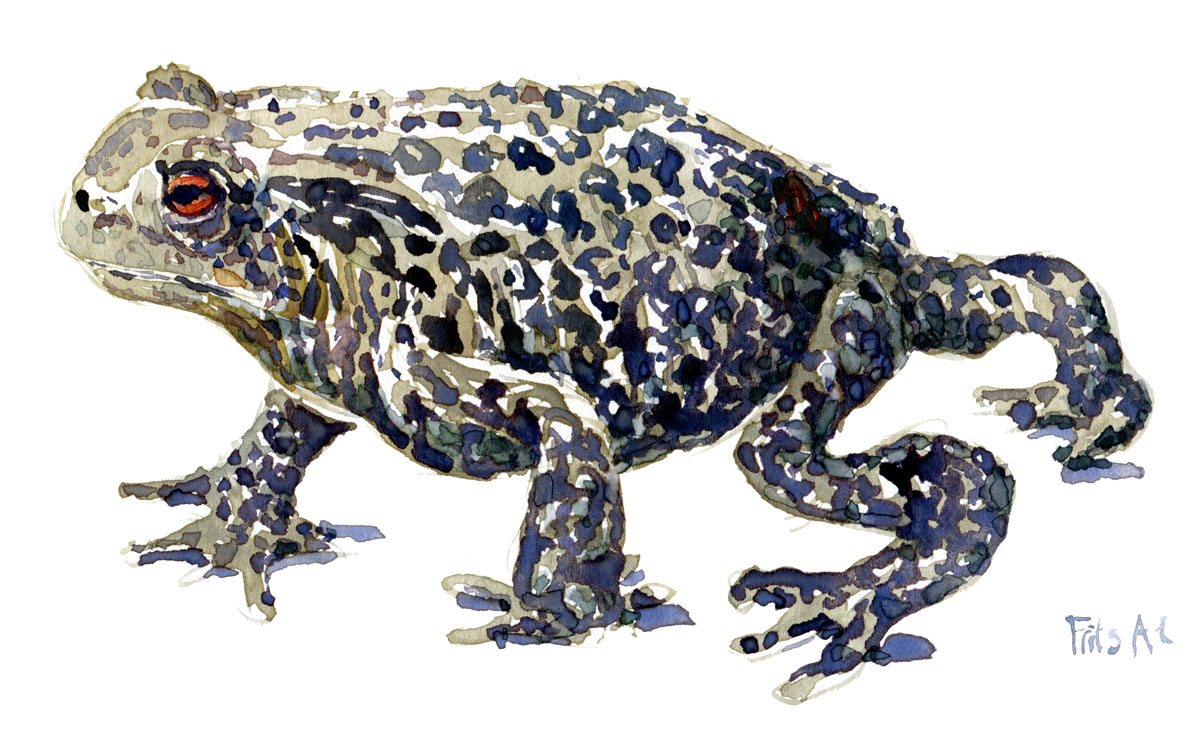toad walking Watercolour by Frits Ahlefeldt