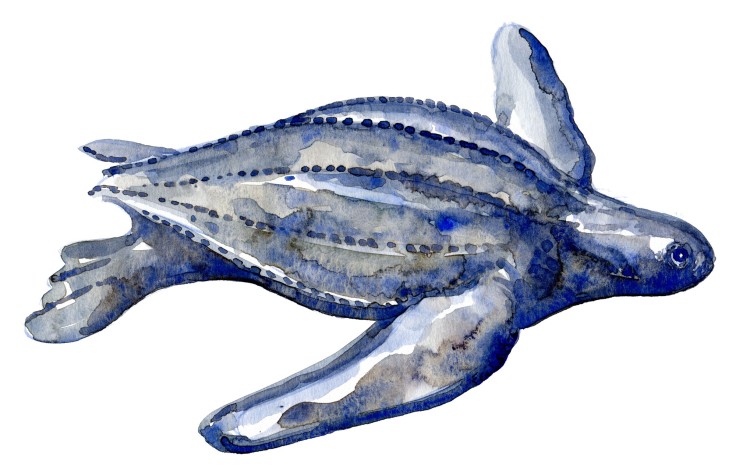 Watercolor of leatherback sea turtle