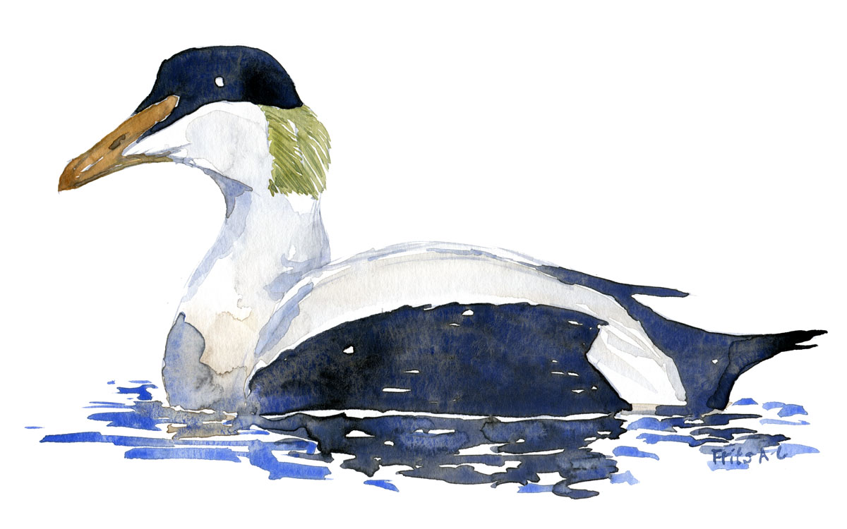 Common Eider duck watercolor by Frits Ahlefeldt