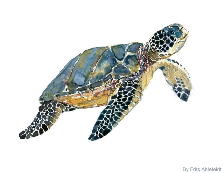 sea turtle watercolor-by-frits-ahlefeldt