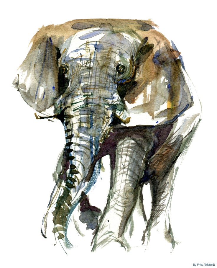 elephant watercolor-by-frits-ahlefeldt