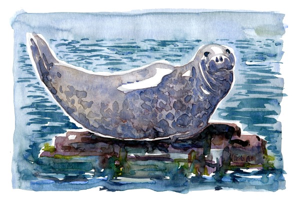 Seal Mammal watercolor by Frits Ahlefeldt