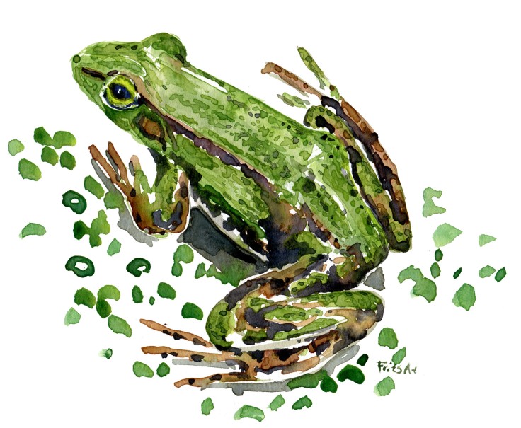 edible frog Watercolour by Frits Ahlefeldt