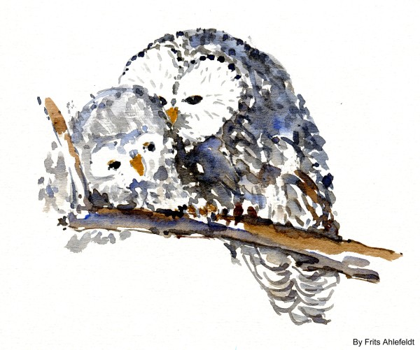 owl Watercolour by Frits Ahlefeldt