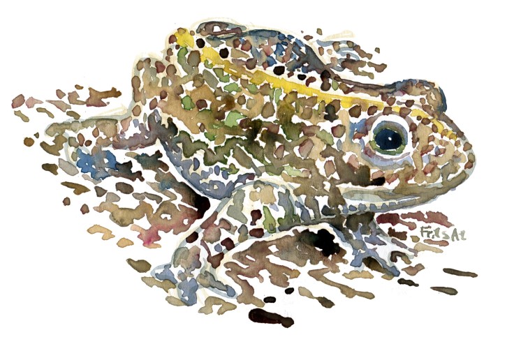 Toad watercolour by Frits Ahlefeldt