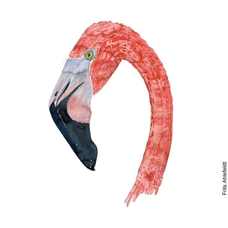 Watercolor illustration of flamingo head, watercolour by Frits Ahlefeldt
