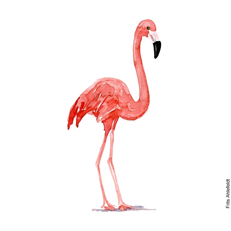 Watercolor illustration of flamingo watercolour by Frits Ahlefeldt