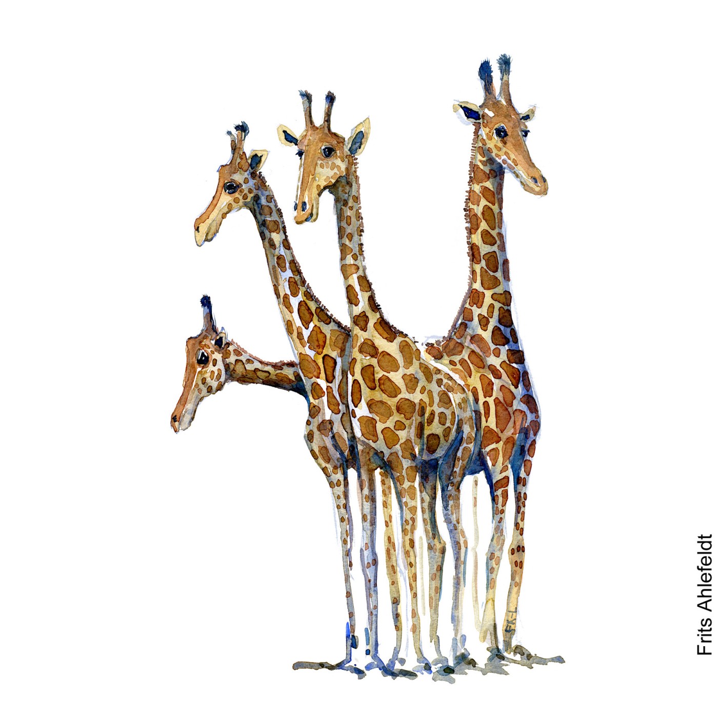 Watercolor of giraffe. Illustration by Frits Ahlefeldt