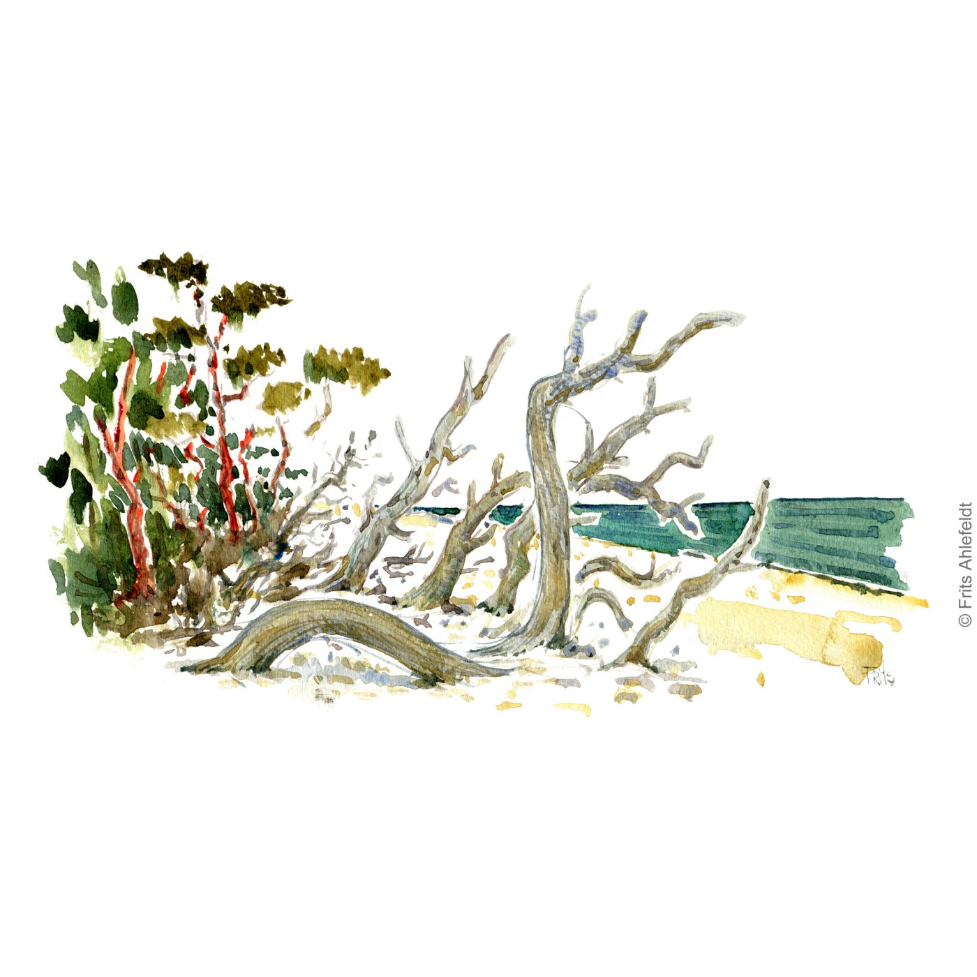 Trees fallen towards the Baltic Sea. Bornholm coast trail hiking watercolor painting by Frits Ahlefeldt