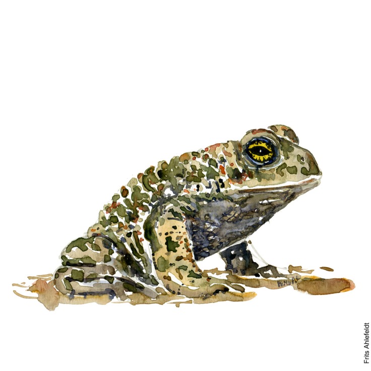 Illustration of natterjack toad sitting. Watercolor artwork handmade by Frits Ahlefeldt