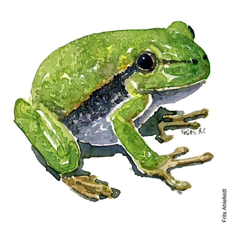 Drawing of European Tree frog. watercolor illustration handmade by Frits Ahlefeldt